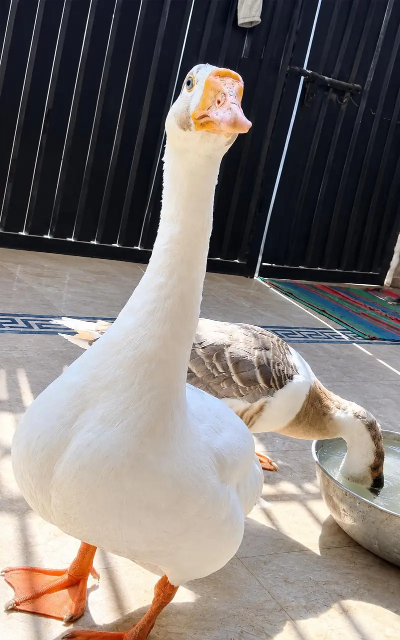 Goose pair — photo 3