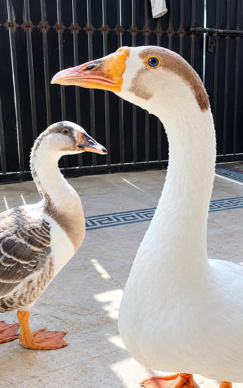 Goose pair 3