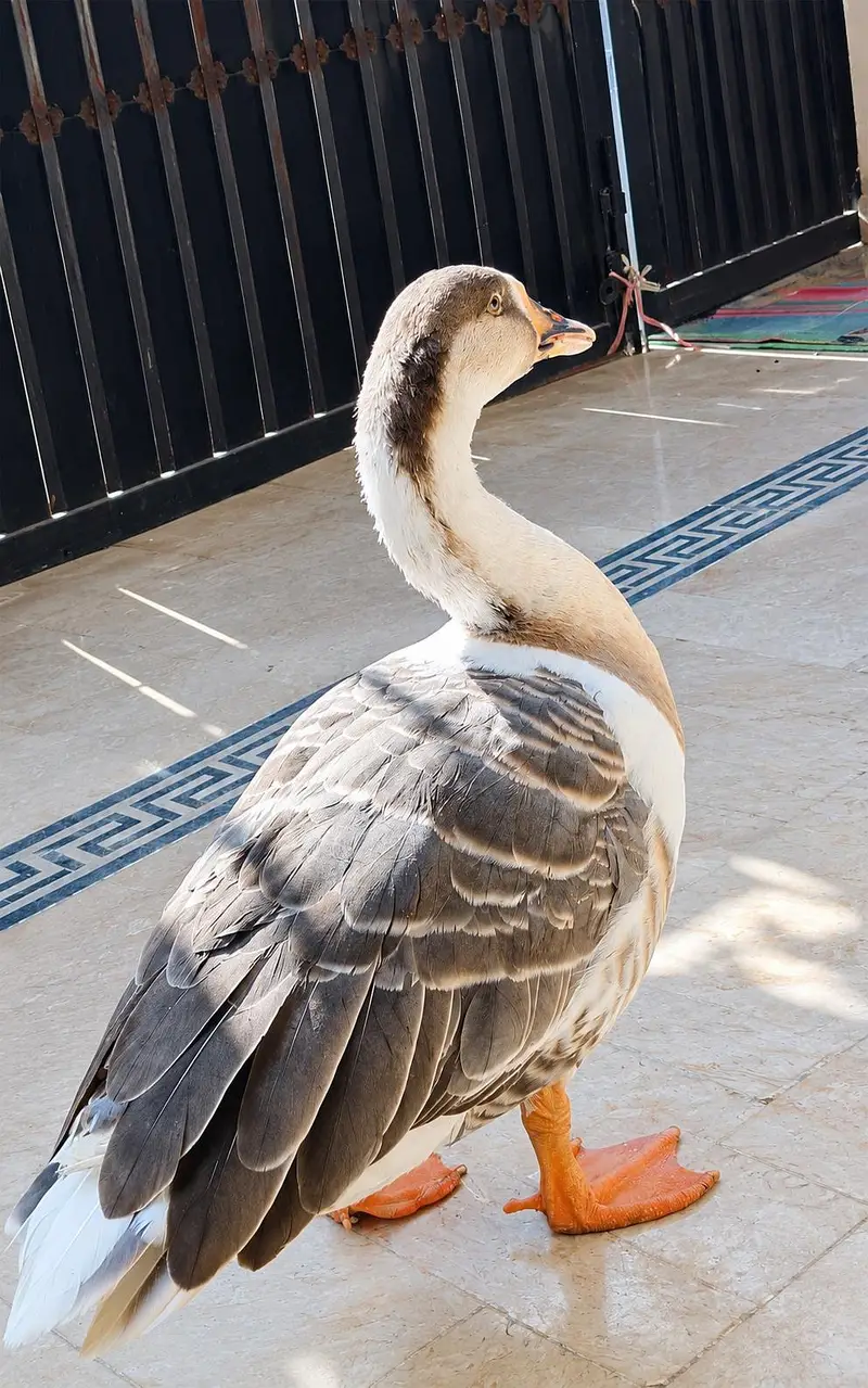 Goose pair — photo 6