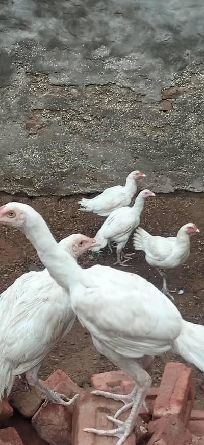 Chicks Hera 03022997159