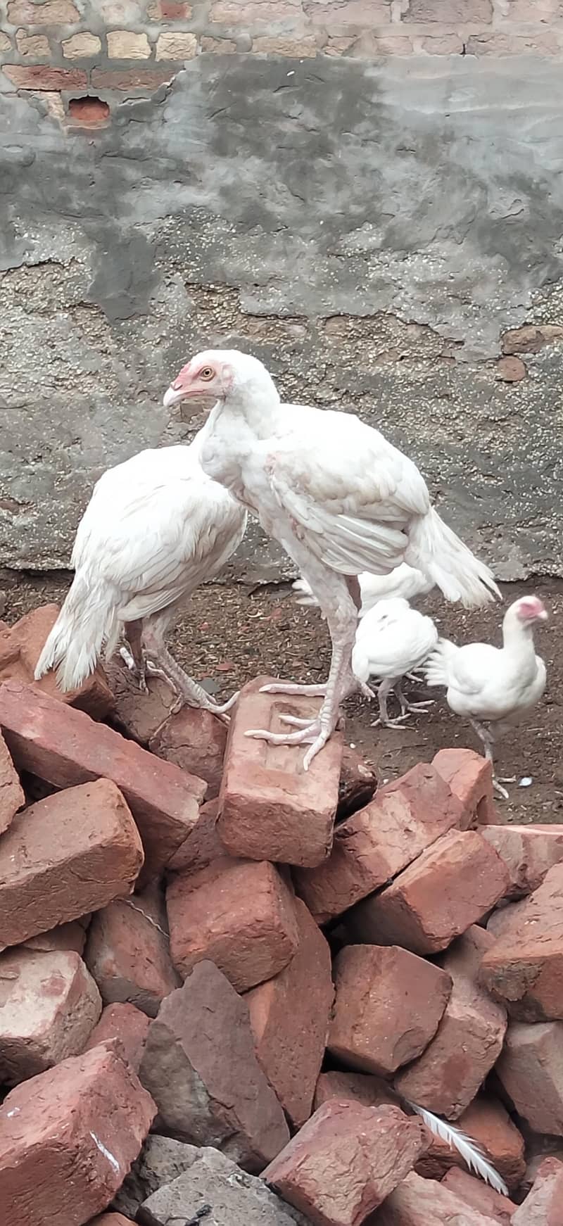 Chicks Hera 03022997159 1