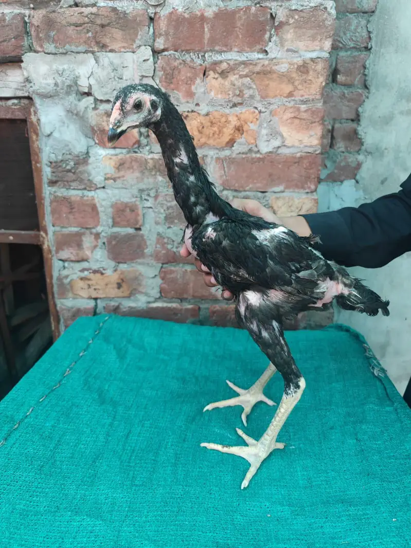 Japanese Thai — photo 4