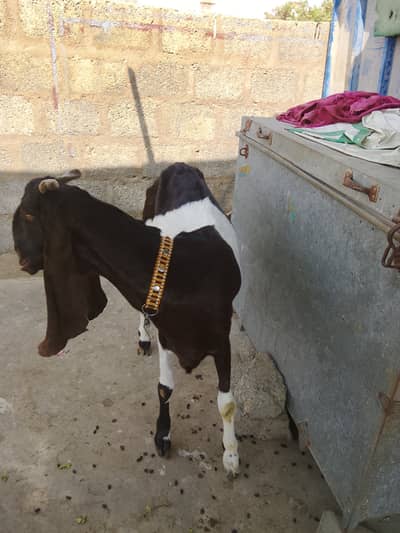 Kamori Ablag Goat