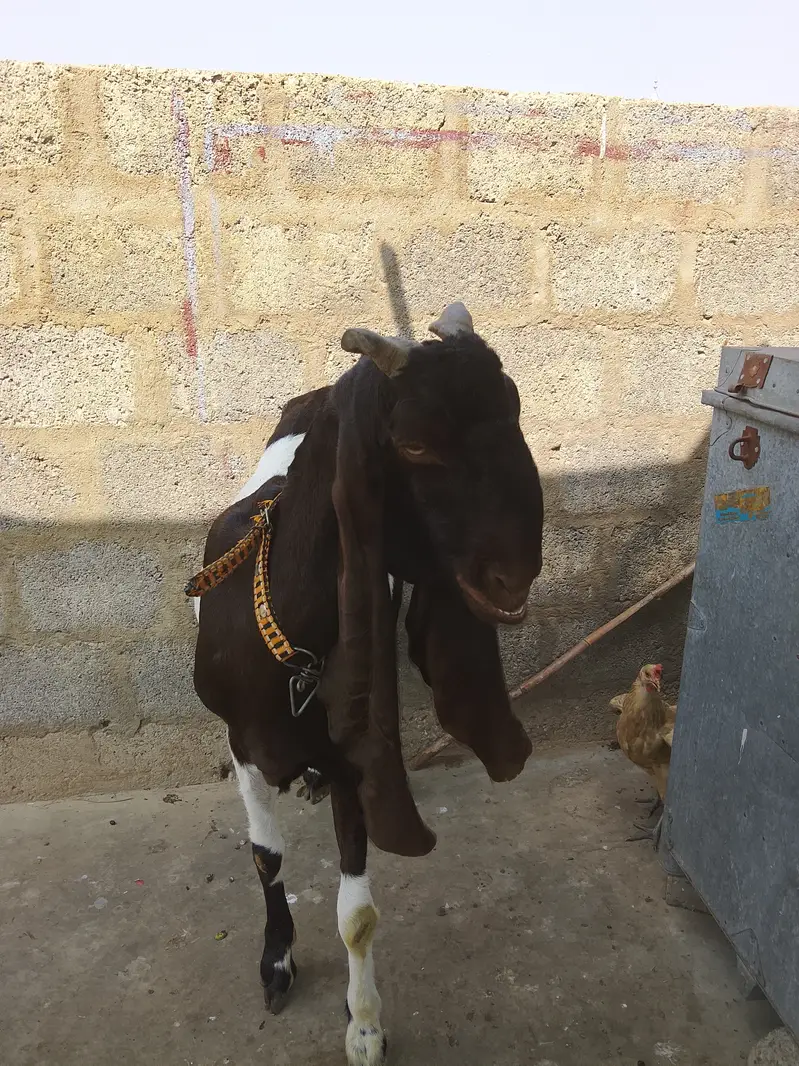Kamori Ablag Goat — photo 2