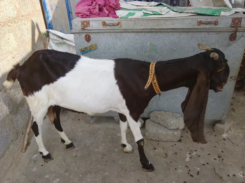 Kamori Ablag Goat — photo 3
