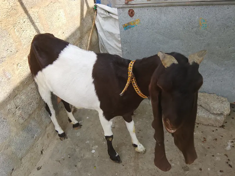 Kamori Ablag Goat — photo 4