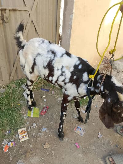 goat for sale