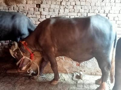 katta for sale need money