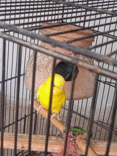 Breeder pair for sale healthy and active female on eggs