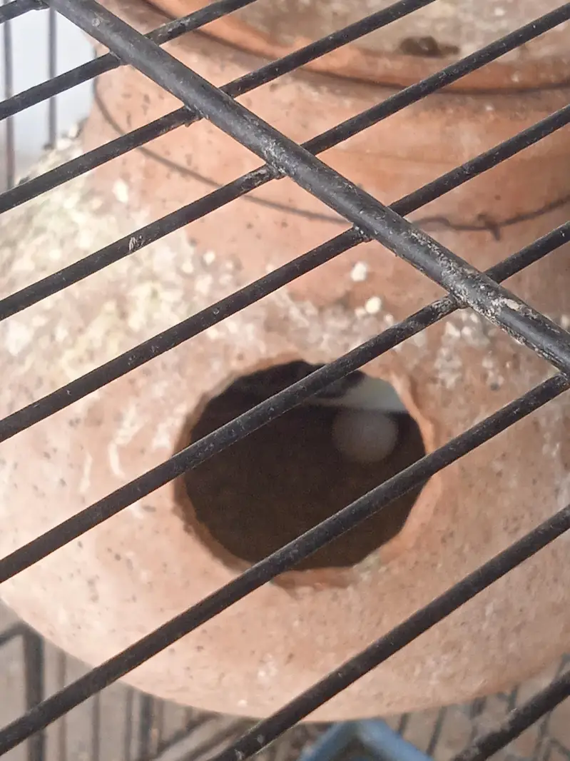 Breeder pair for sale healthy and active female on eggs — photo 2