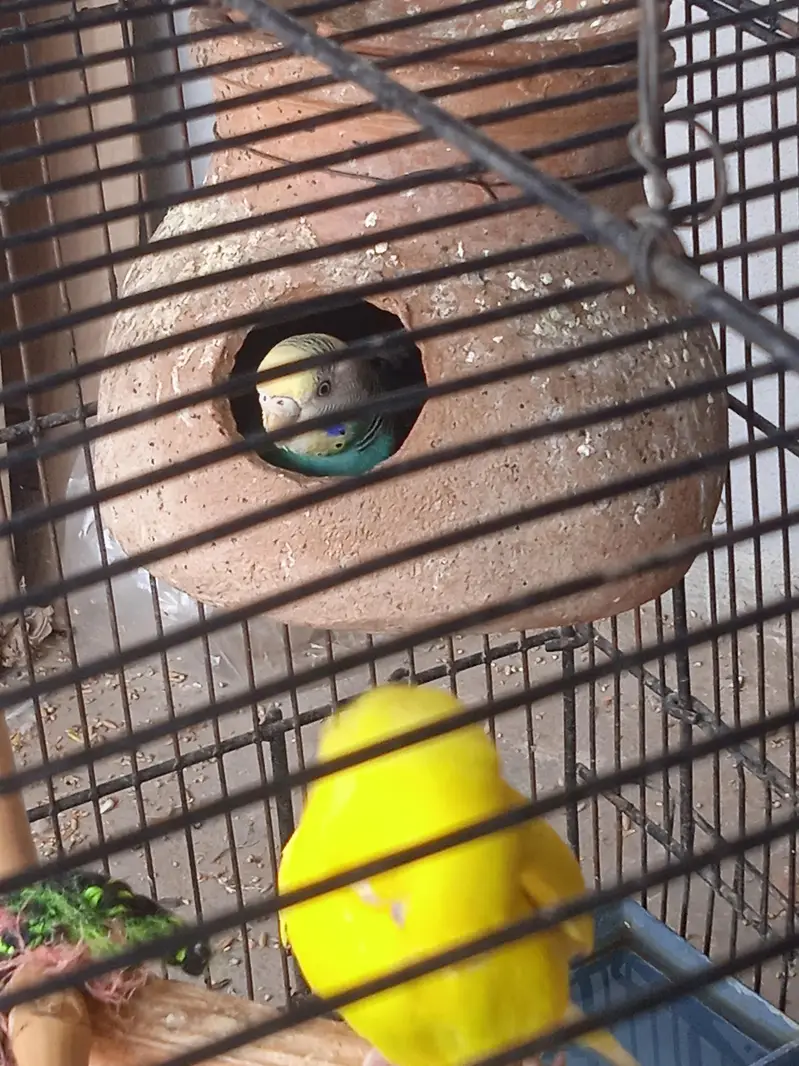 Breeder pair for sale healthy and active female on eggs — photo 3