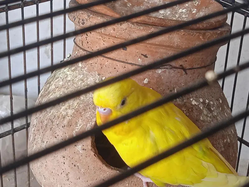 Breeder pair for sale healthy and active female on eggs — photo 4