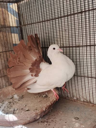 brown red tail ,tailmark fantail , laka / lakka fancy kaboter pairs