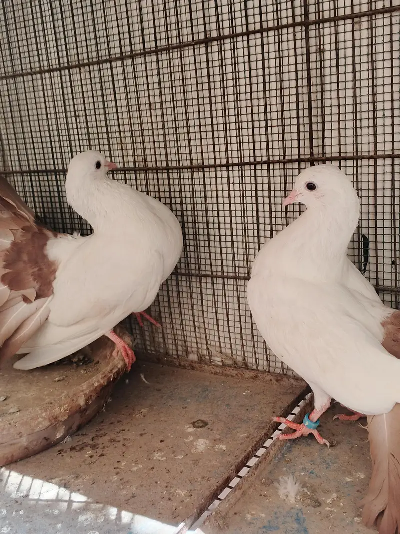 brown red tail ,tailmark fantail , laka / lakka fancy kaboter pairs — photo 2