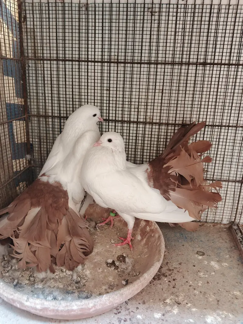 brown red tail ,tailmark fantail , laka / lakka fancy kaboter pairs — photo 7
