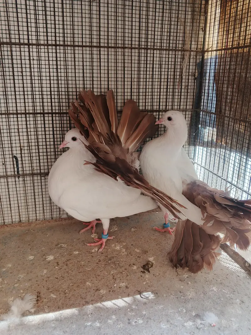 brown red tail ,tailmark fantail , laka / lakka fancy kaboter pairs — photo 8