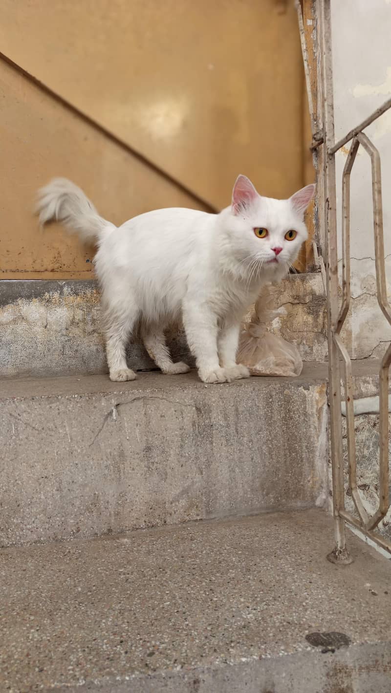 Persian pair 0