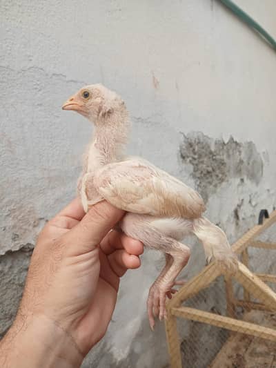 Aseel Chick's For Sale ye pictures old hay abi or baray howay hay