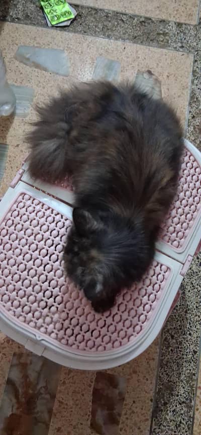 female persian cat 10 to 8 months available for sale