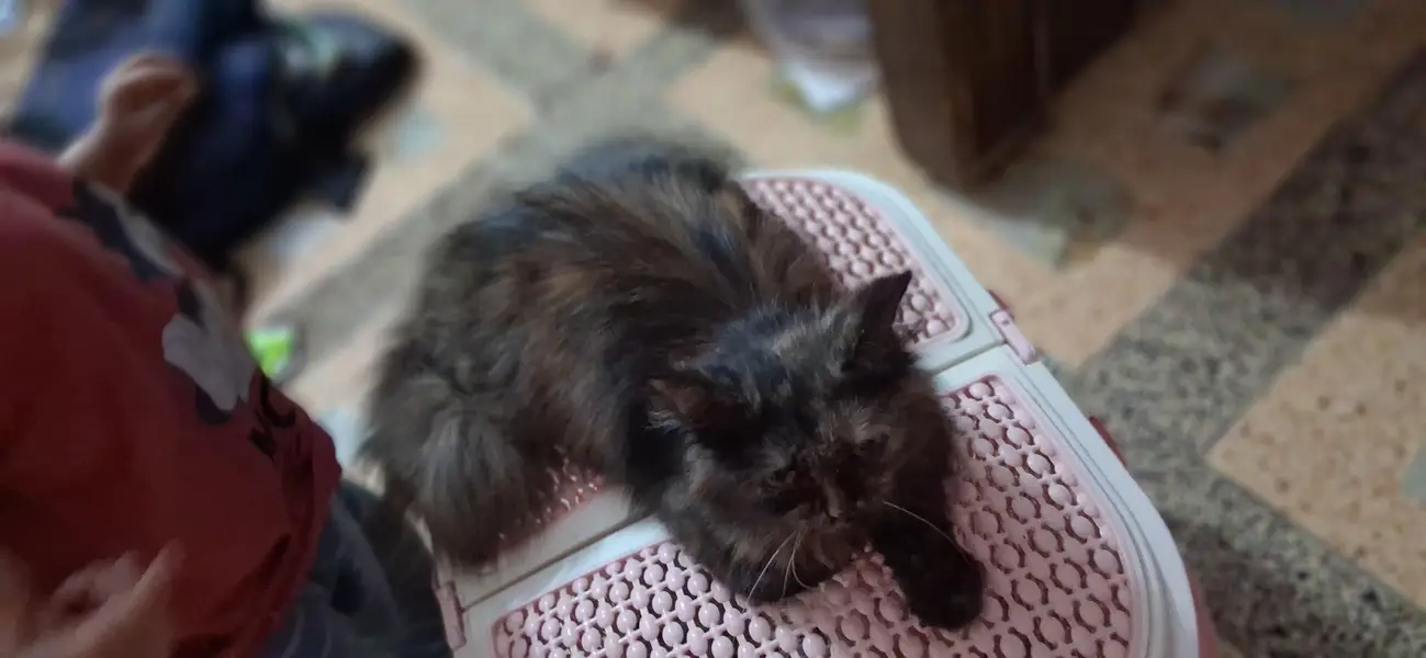 female persian cat 10 to 8 months available for sale — photo 3