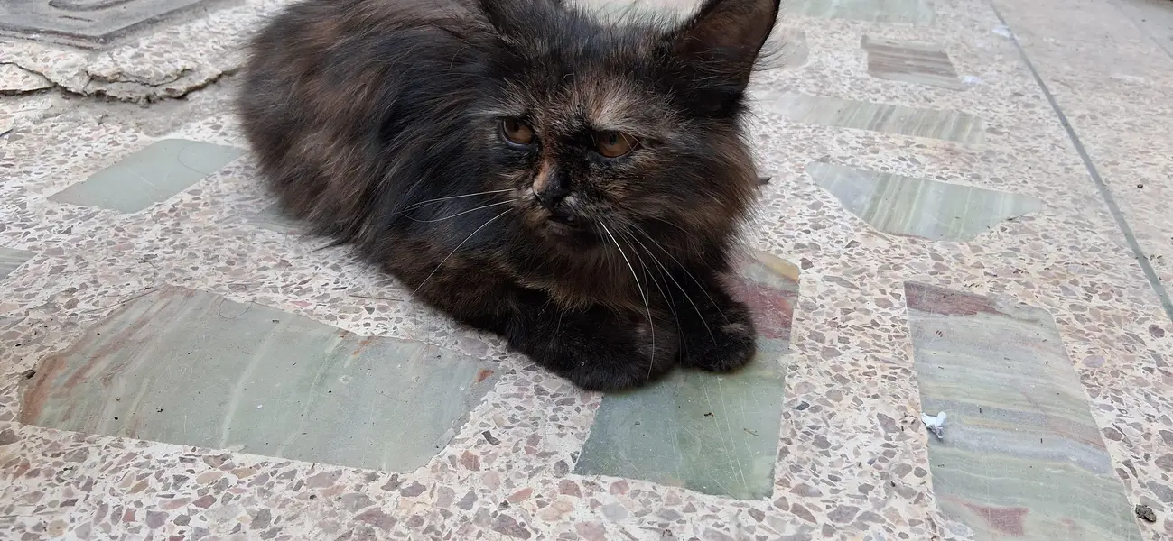 female persian cat 10 to 8 months available for sale — photo 4