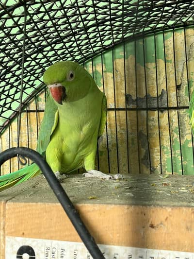 GREEN PARROT pair