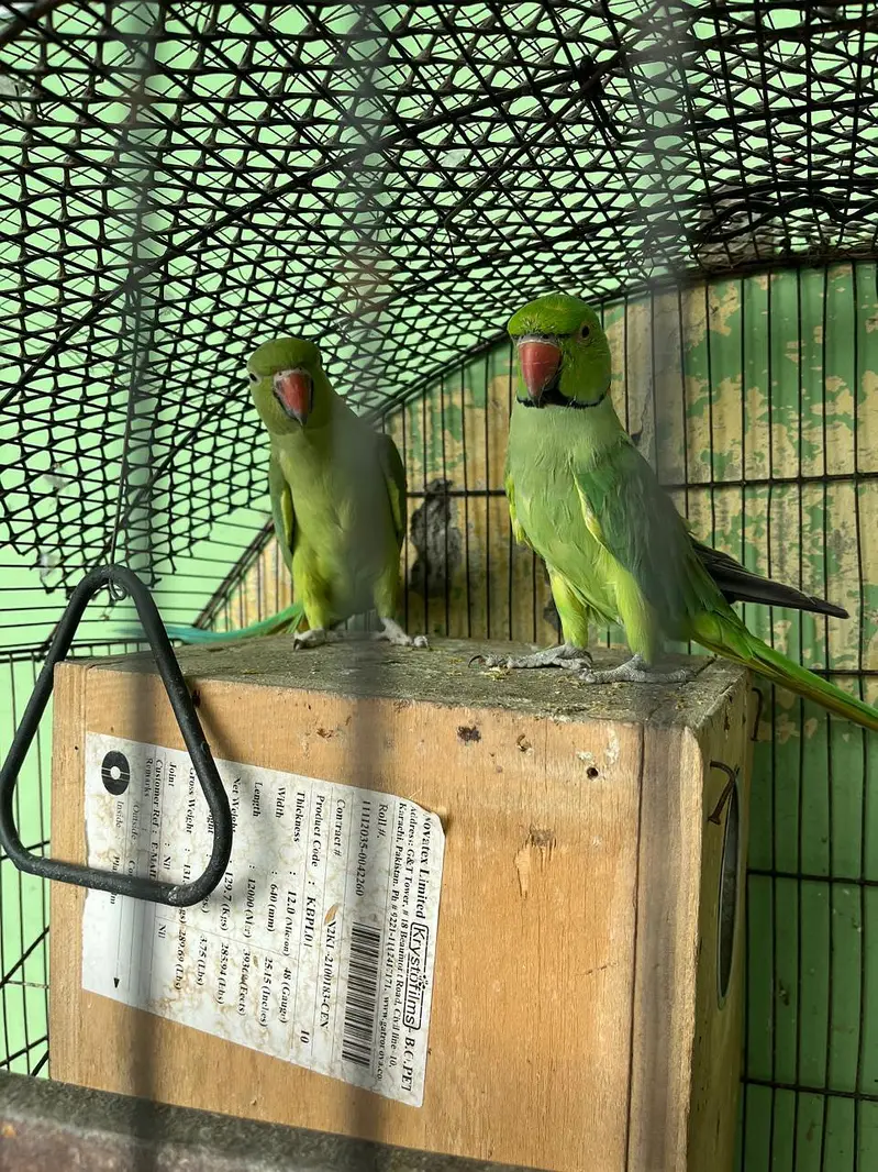 GREEN PARROT pair — photo 2