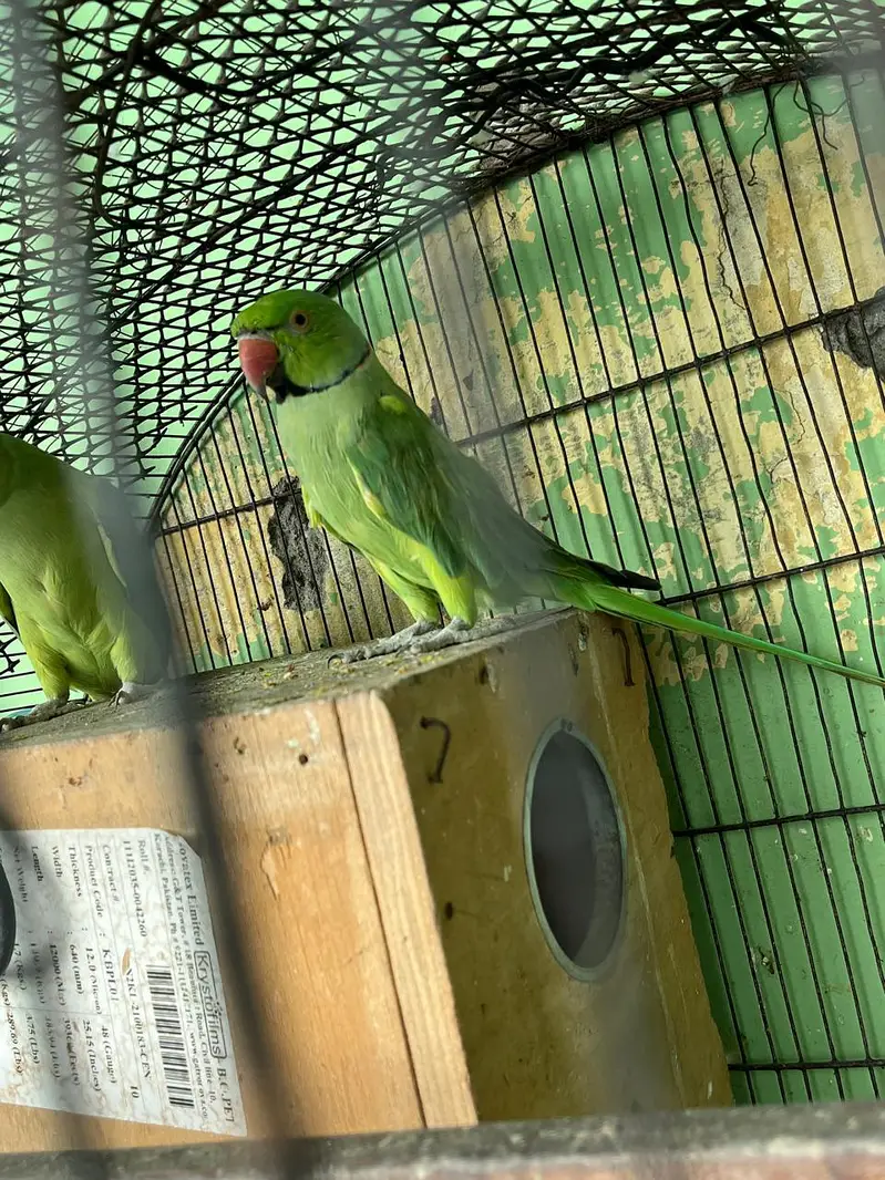 GREEN PARROT pair — photo 3