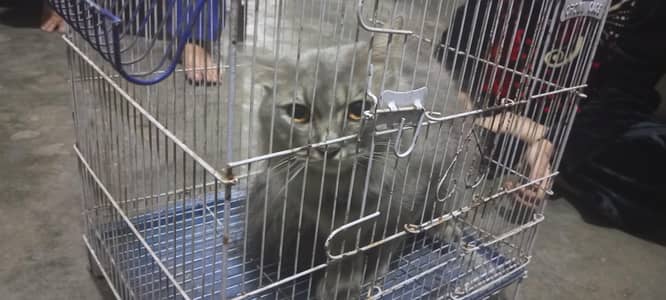 Doll Face Double Coatted Pershian Male Cate