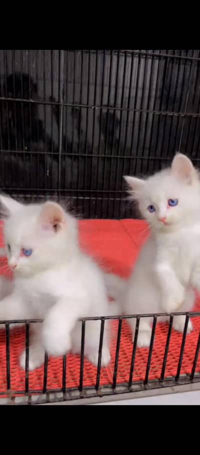 Persian cat for sale male female vaccine clear