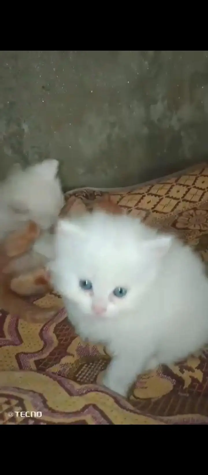 Persian cat for sale male female vaccine clear — photo 2
