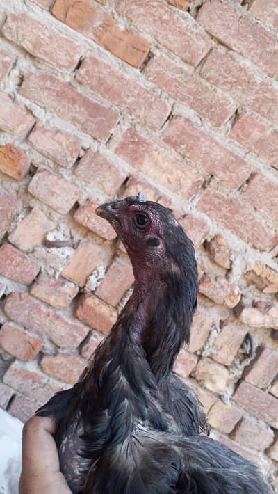 black dragon female what sapp number 03246864115