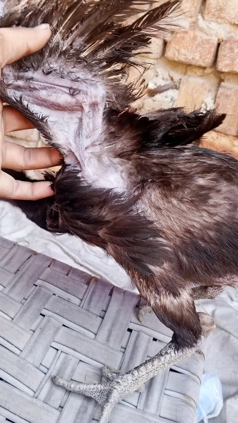 black dragon female what sapp number 03246864115 — photo 3