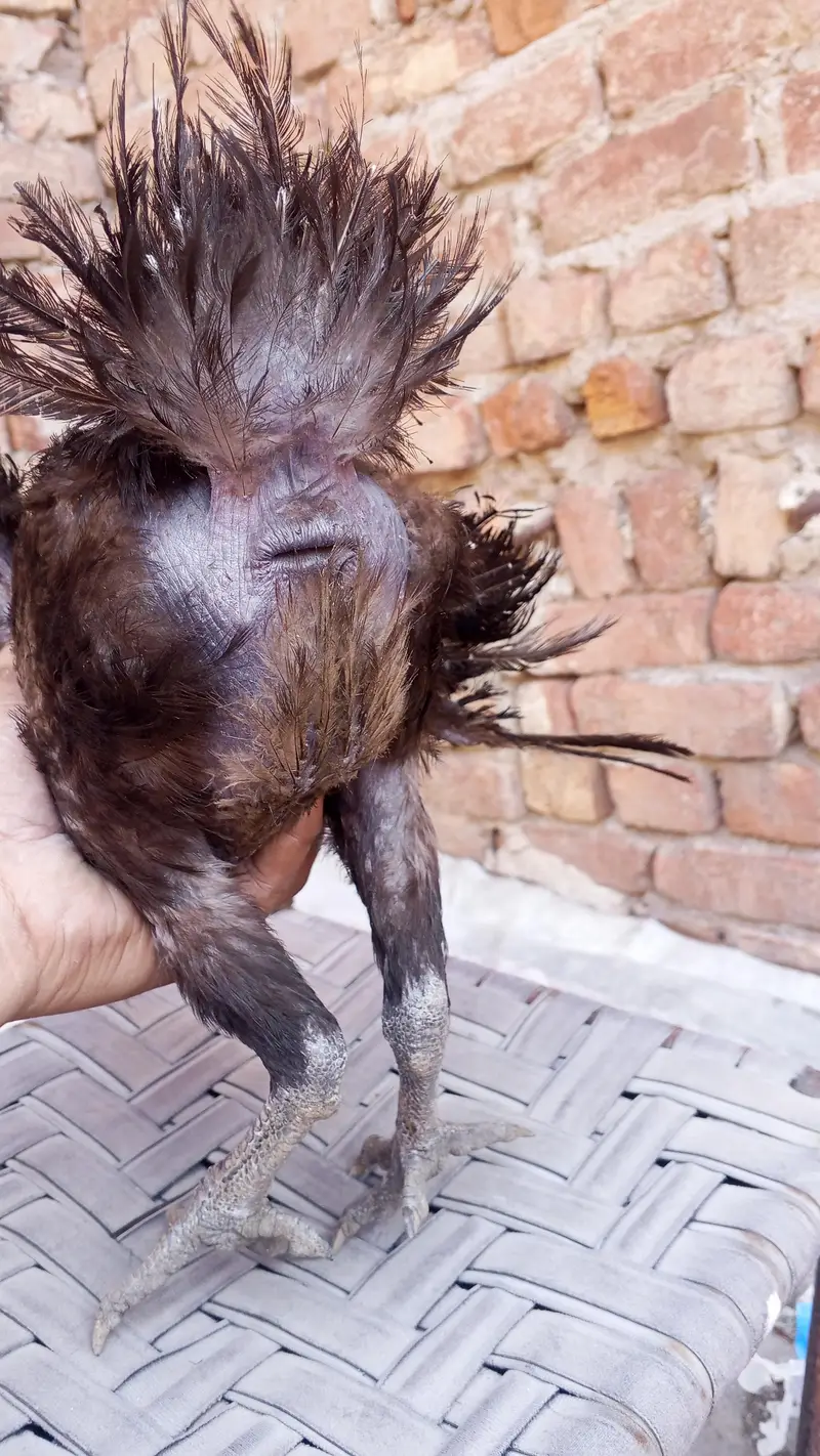 black dragon female what sapp number 03246864115 — photo 4