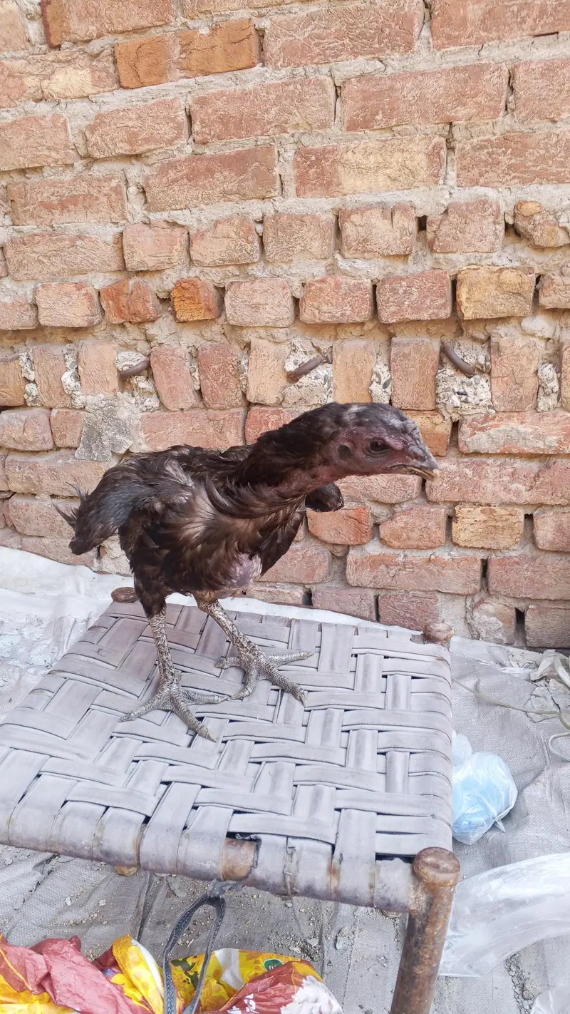 black dragon female what sapp number 03246864115 — photo 7