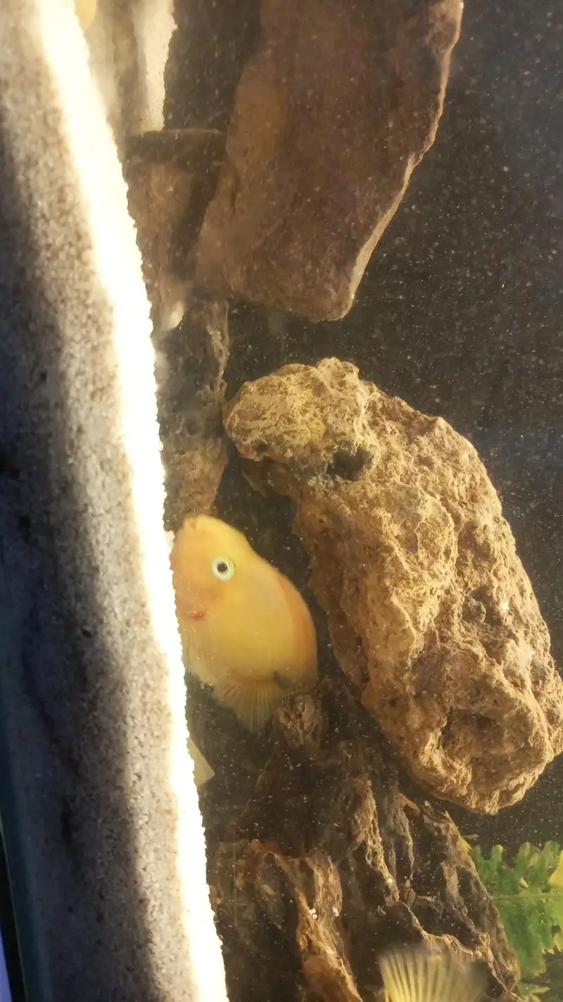 yellow parrot huge size — photo 3