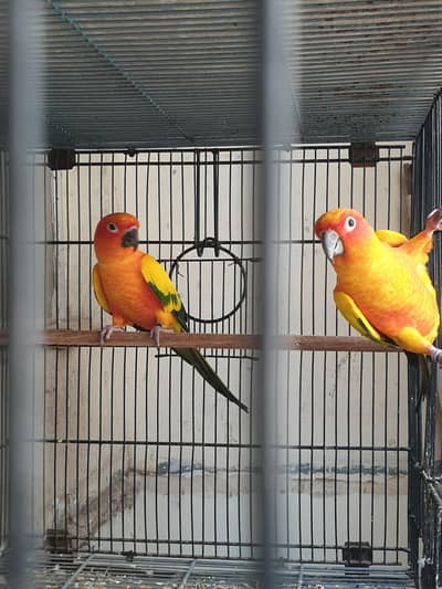 Sunconure High Red factor males