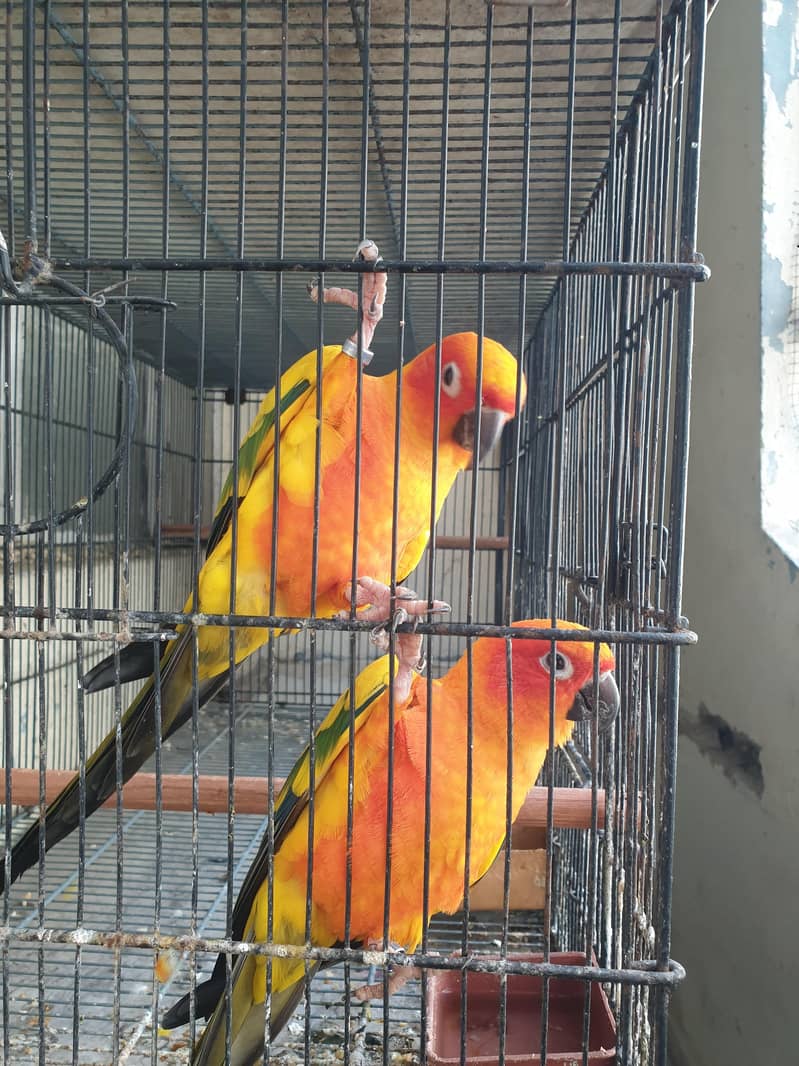 Sunconure High Red factor males 1