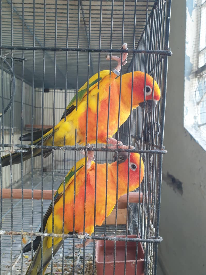 Sunconure High Red factor males 2