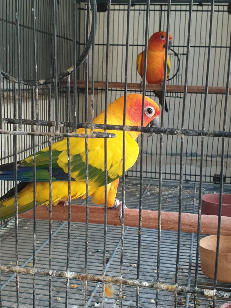 Sunconure High Red factor males 3