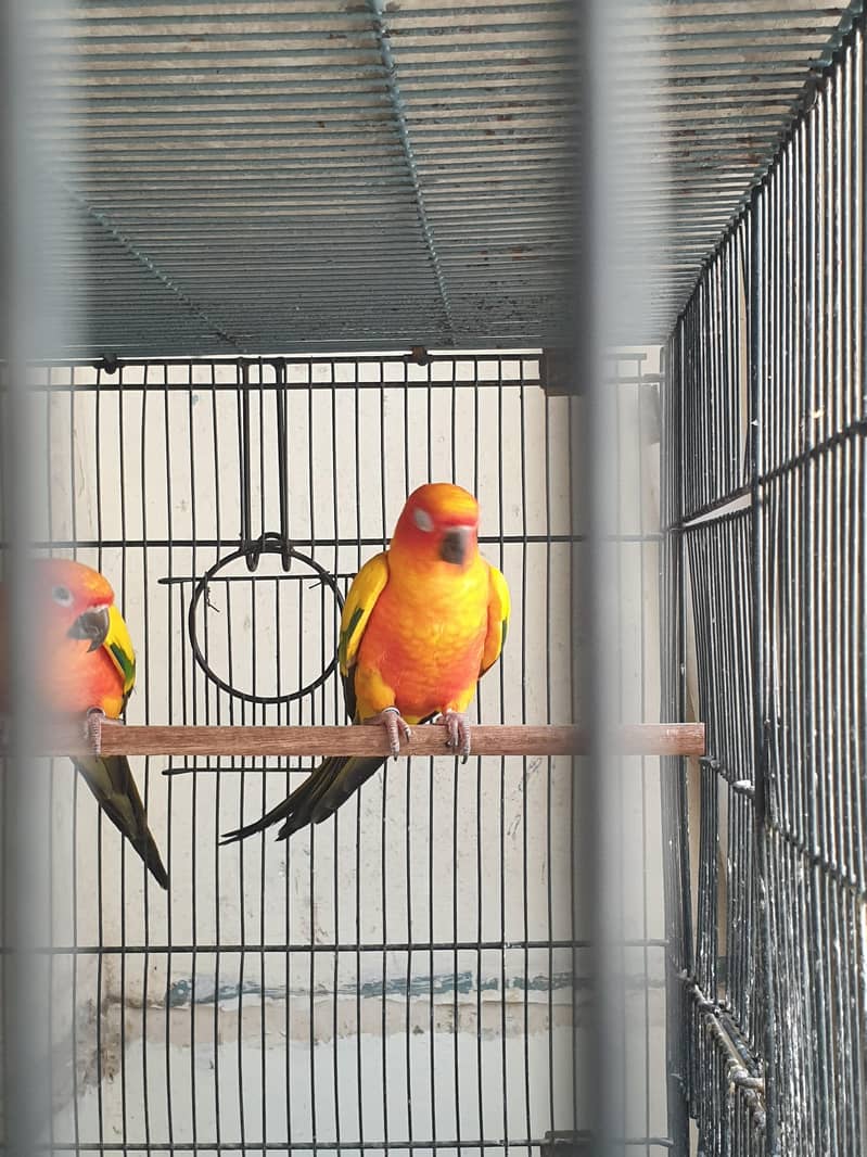 Sunconure High Red factor males 4
