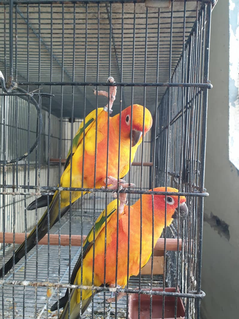 Sunconure High Red factor males 5