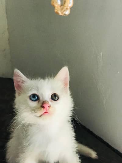 Beautiful White Kitten Odd eyes triple coat.