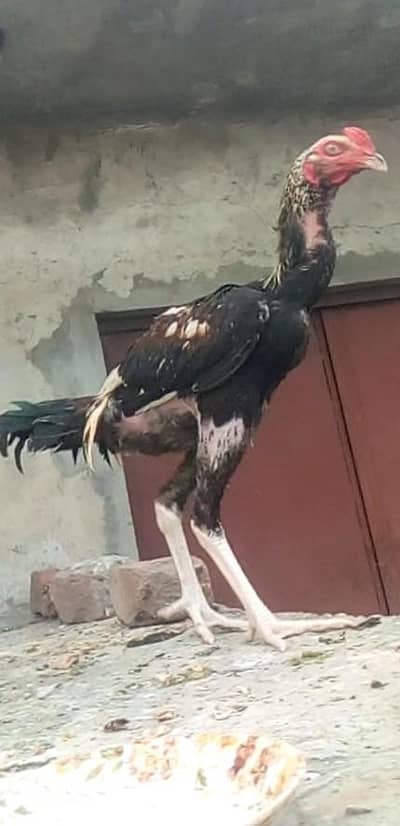 Urgent Sale Home breed