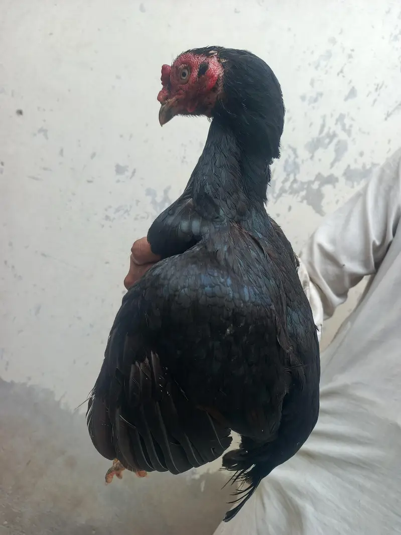 Amroha cross Quality mushki madi — photo 2