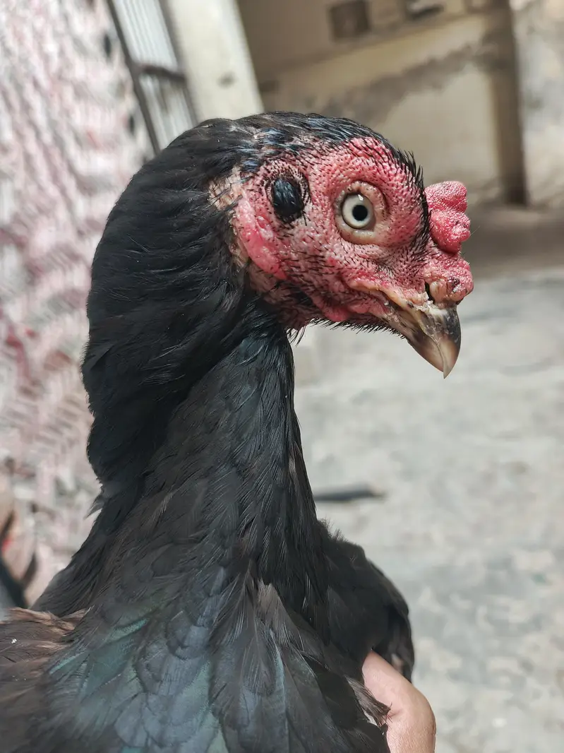 Amroha cross Quality mushki madi — photo 3