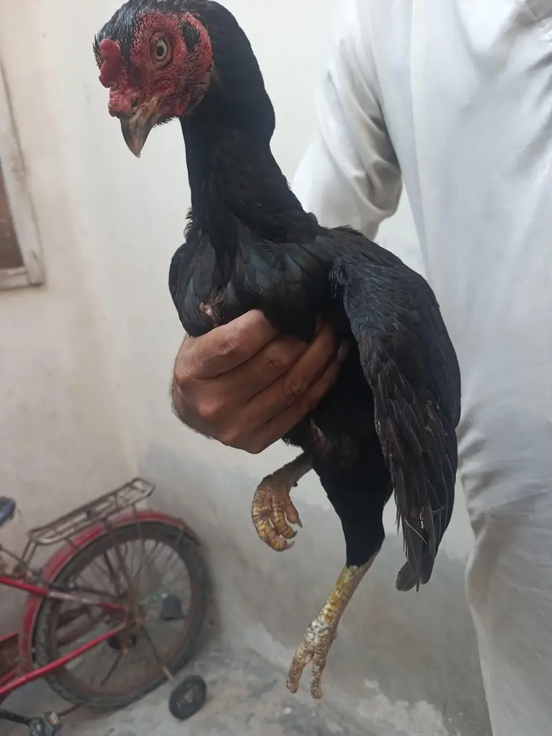 Amroha cross Quality mushki madi — photo 4