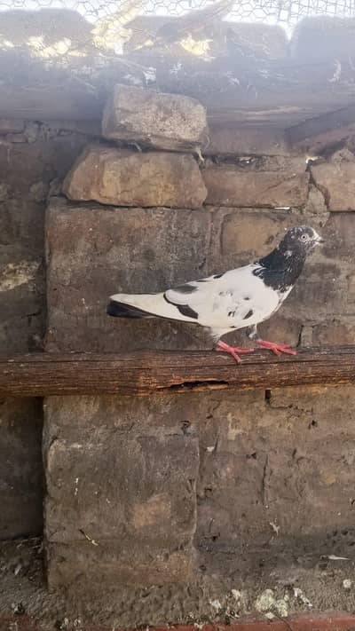 urgent sale 4 dany
