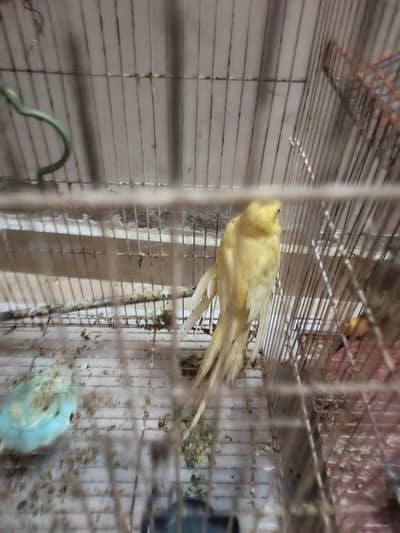 yellow cocktail male for sale