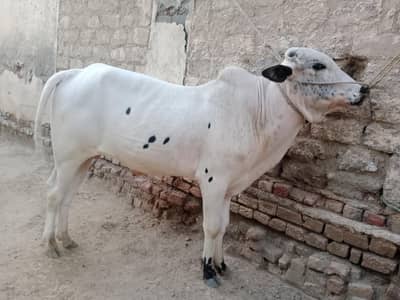 pure fatehjungi vacha 03155119526